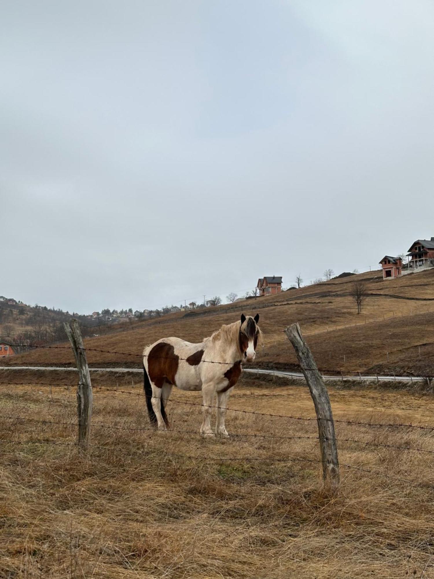 Villa Wild Nest Zlatibor Bear Exterior foto